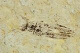 Fossil Seed Bug (Aphanus) - France #255983-2
